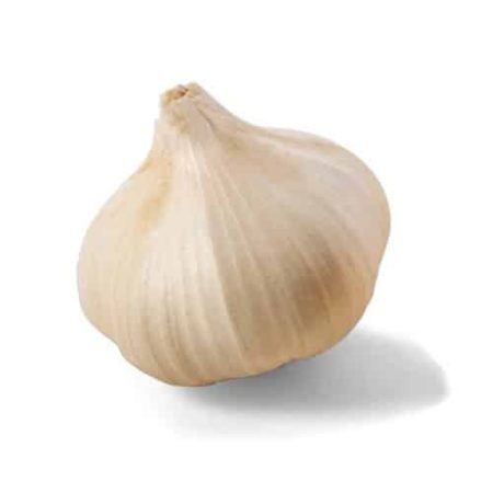 سیر سفید